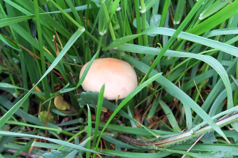 Agrocybe elatella 1 - Sombrero